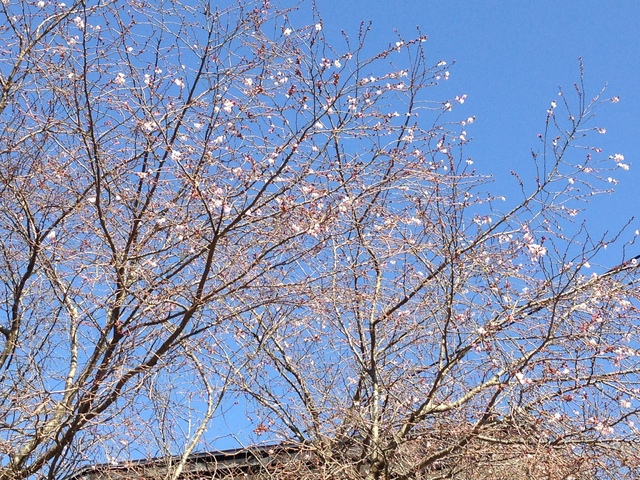 桜が咲き始めました2